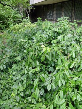 Euonymus fortunei 'Carrierei'