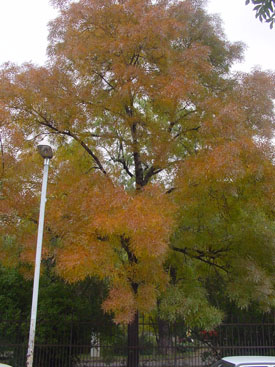 Fraxinus angustifolia subsp. pannonica