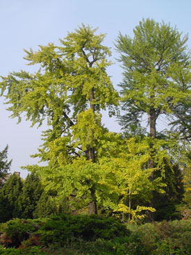 Ginkgo biloba