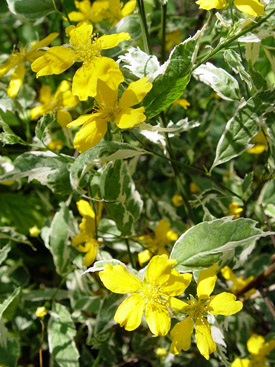 Kerria japonica 'Picta'