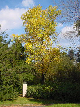 Liriodendron tulipifera