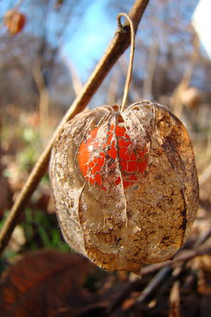 Physalis alkekengi