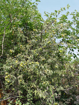 Pyrus elaeagrifolia