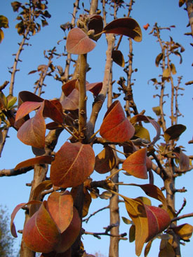 Pyrus nivalis 'Kartália'