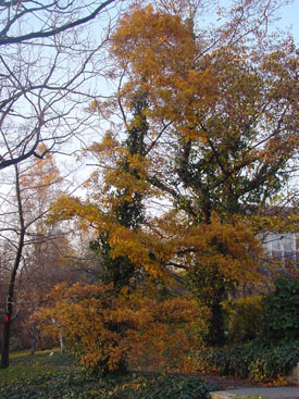 Quercus robur 'Pectinata'