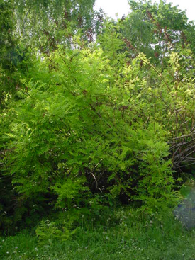 Sorbaria tomentosa var. angustifolia