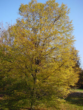 Tilia platyphyllos 'Laciniata'