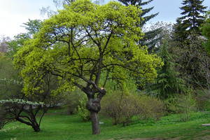 Acer platanoides 'Palmatifidum'