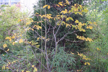 Aesculus parviflora