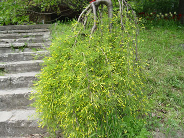 Caragana arborescens 'Walker' Budai Arborétum MATE
