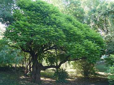 Catalpa bignonioides 'Nana'