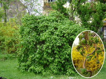 Corylus avellana 'Contorta'