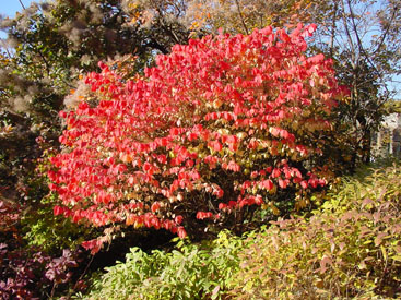 Euonymus alatus 'Compactus'