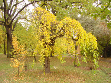 Morus alba 'Pendula'