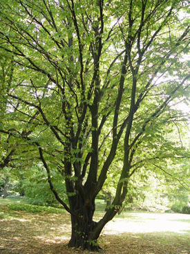 Ostrya carpinifolia