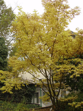 Phellodendron amurense