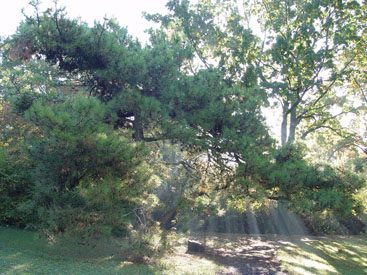 Pinus nigra subsp. salzmannii