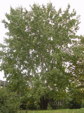 Populus alba