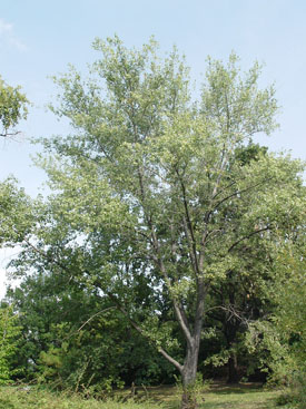Populus × canadensis