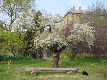 Prunus cerasifera 'Pendula'