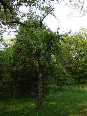 Pyrus ussuriensis