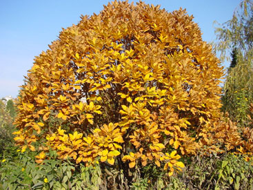 Quercus pontica