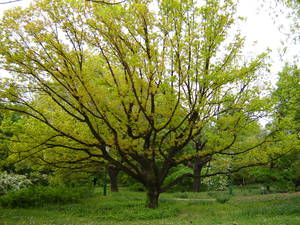 Quercus robur 'Umbraculifera'