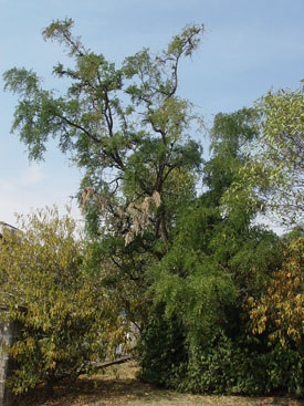 Robinia pseudoacacia 'Tortuosa'