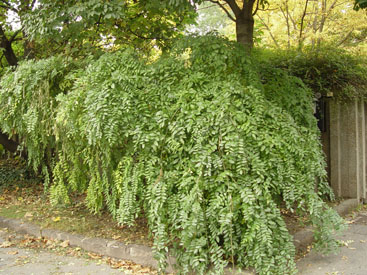 Sophora japonica 'Pendula'