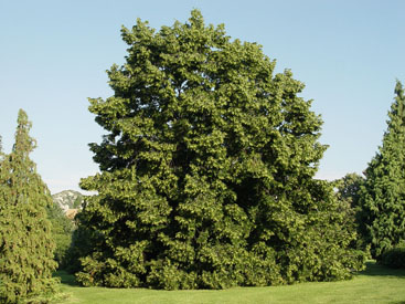 Tilia cordata