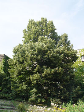 Tilia tomentosa 'Wagner János'