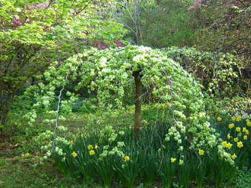 Ulmus × hollandica 'Dampieri'